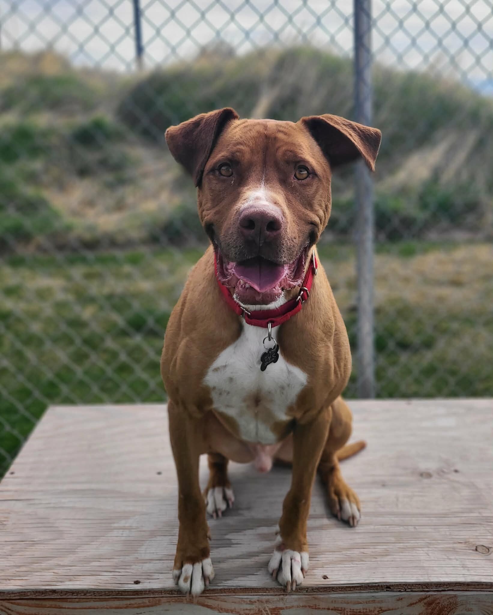 Picture of the Animal Listed